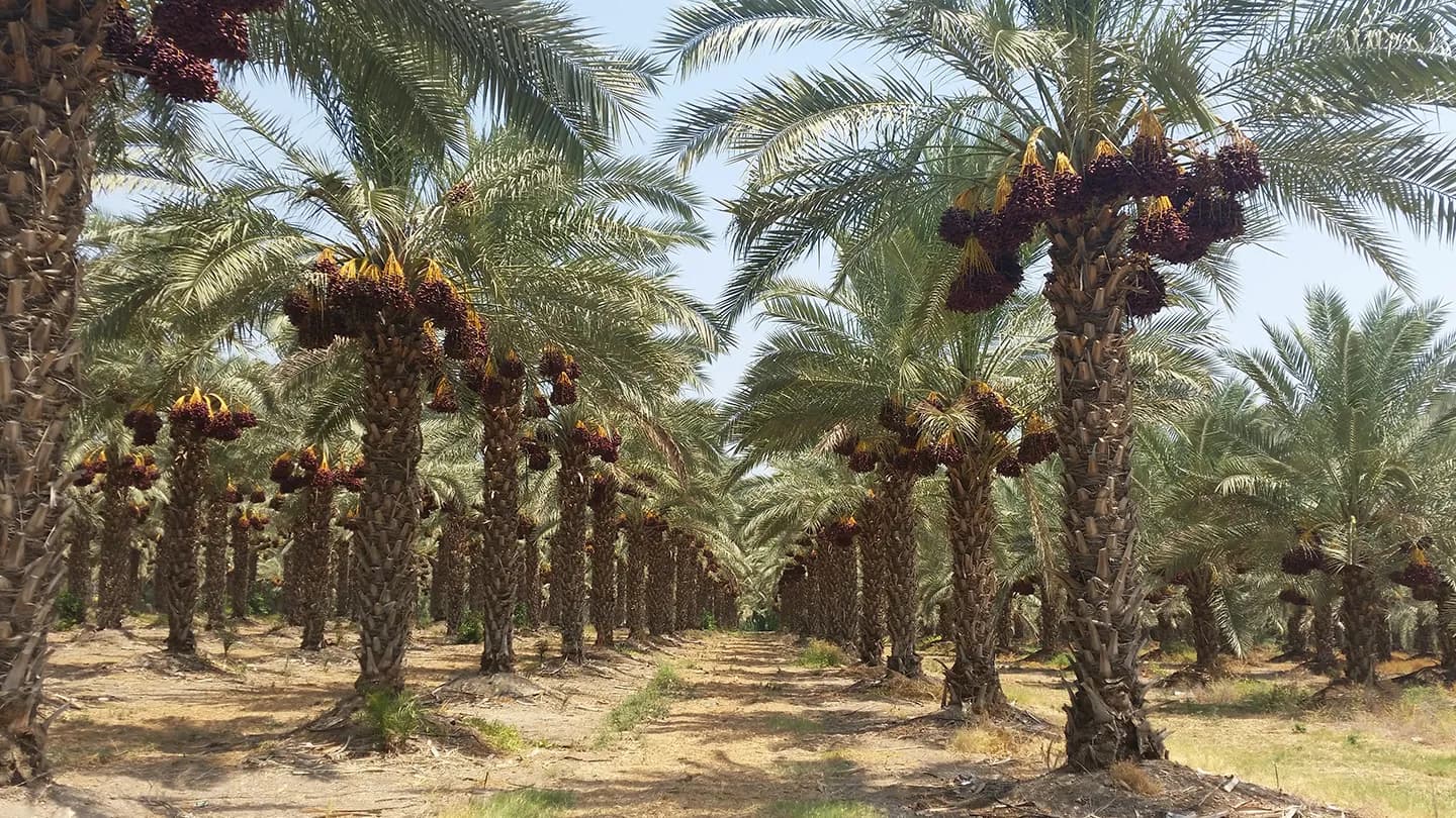 المحمية النموذجية العراقية